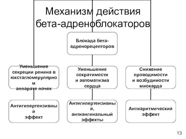 Механизм действия бета-адреноблокаторов 13