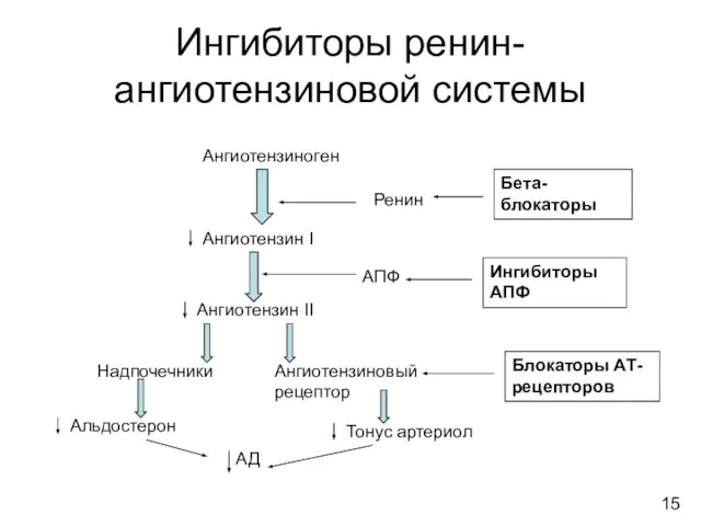 Ингибиторы ренин-ангиотензиновой системы Ангиотензиноген Ангиотензин I Ангиотензин II Альдостерон Тонус артериол