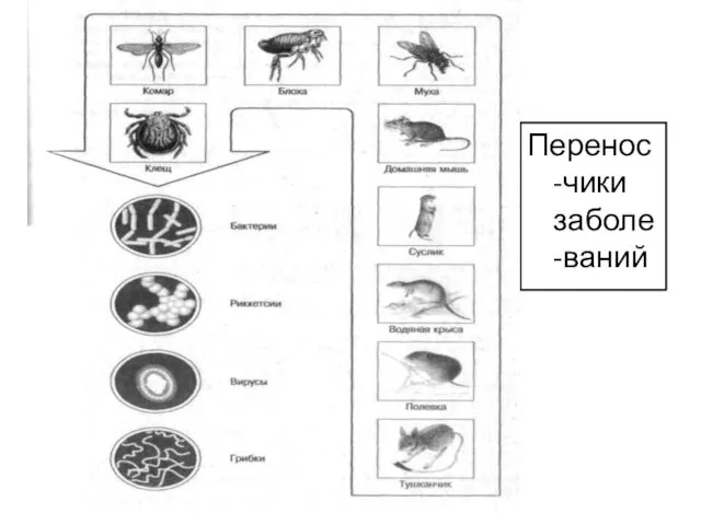 Перенос-чики заболе-ваний