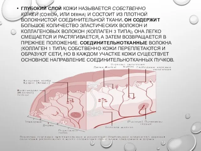 ГЛУБОКИЙ СЛОЙ КОЖИ НАЗЫВАЕТСЯ СОБСТВЕННО КОЖЕЙ (CORIUM, ИЛИ DERMA) И СОСТОИТ