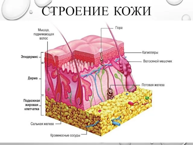 СТРОЕНИЕ КОЖИ