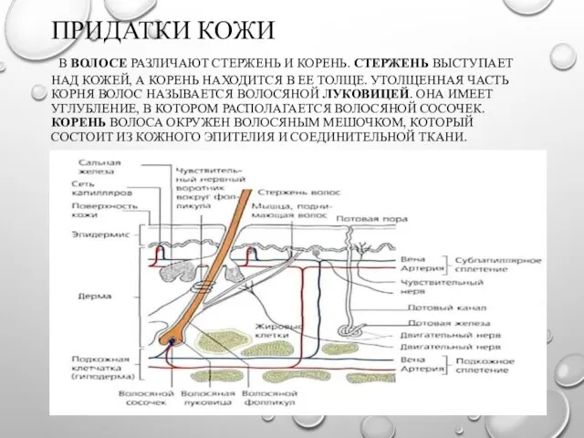 ПРИДАТКИ КОЖИ В ВОЛОСЕ РАЗЛИЧАЮТ СТЕРЖЕНЬ И КОРЕНЬ. СТЕРЖЕНЬ ВЫСТУПАЕТ НАД