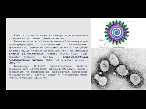 Известно около 40 видов коронавирусов, естественными хозяевами которых являются млекопитающие. Малая