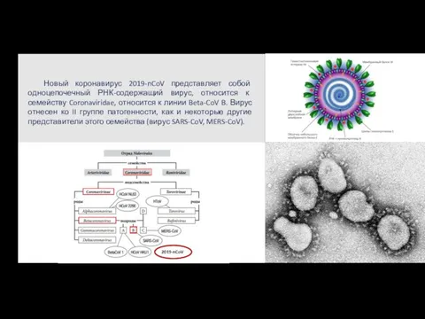Новый коронавирус 2019-nCoV представляет собой одноцепочечный РНК-содержащий вирус, относится к семейству