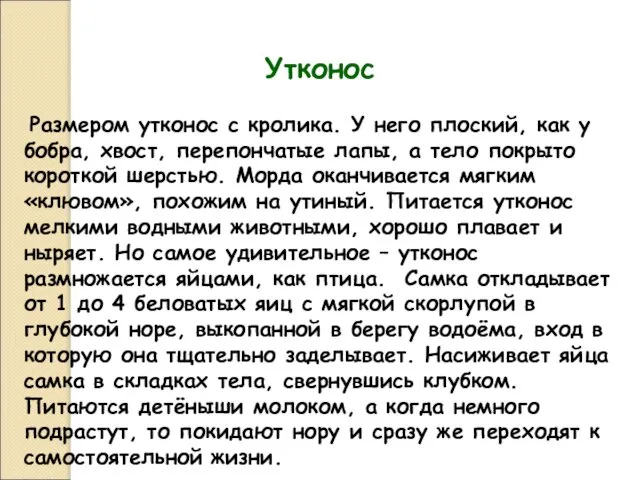 Утконос Размером утконос с кролика. У него плоский, как у бобра,