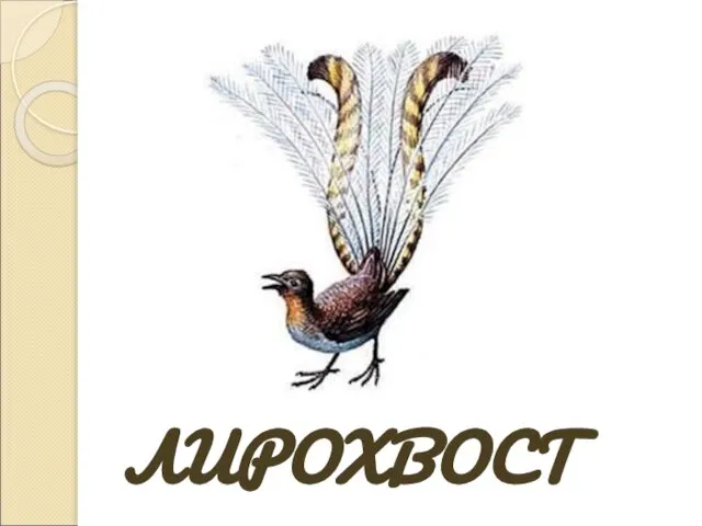 ЛИРОХВОСТ