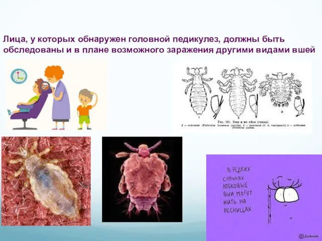 Лица, у которых обнаружен головной педикулез, должны быть обследованы и в