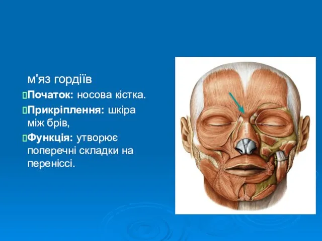 м'яз гордіїв Початок: носова кістка. Прикріплення: шкіра між брів, Функція: утворює поперечні складки на переніссі.