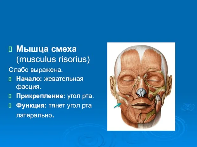 Мышца смеха (musculus risorius) Слабо выражена. Начало: жевательная фасция. Прикрепление: угол