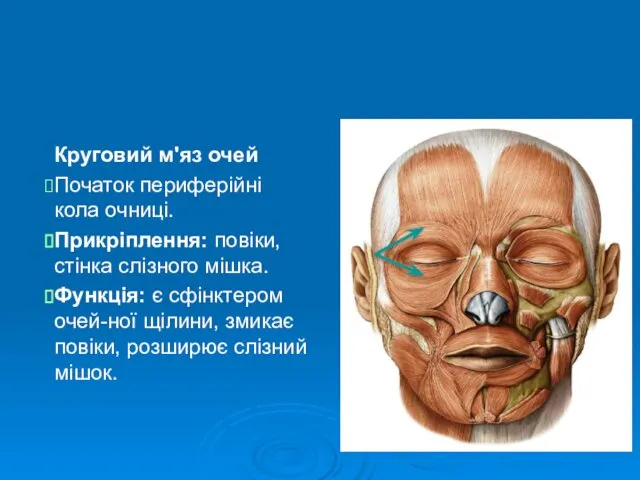 Круговий м'яз очей Початок периферійні кола очниці. Прикріплення: повіки, стінка слізного