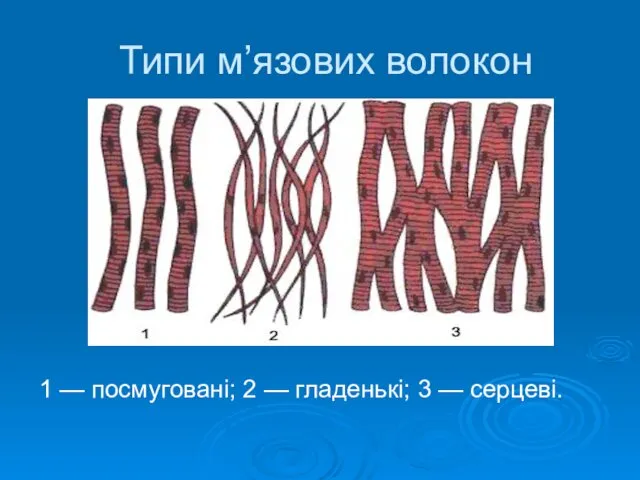 Типи м’язових волокон 1 — посмуговані; 2 — гладенькі; 3 — серцеві.