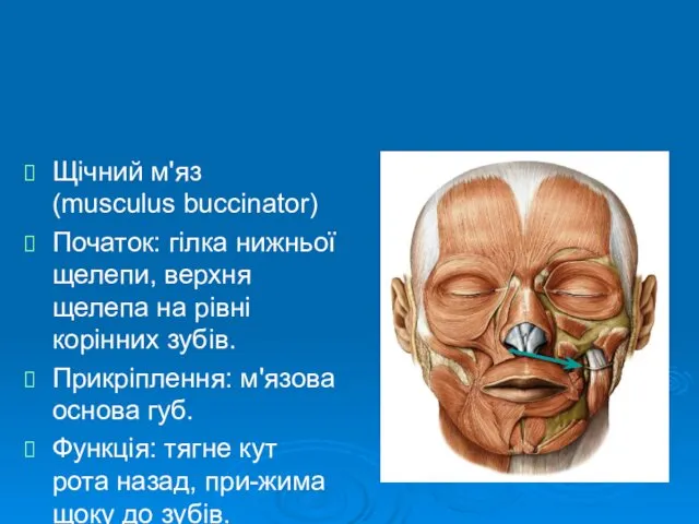 Щічний м'яз (musculus buccinator) Початок: гілка нижньої щелепи, верхня щелепа на