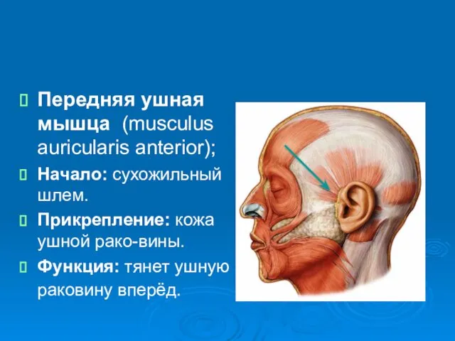 Передняя ушная мышца (musculus auricularis anterior); Начало: сухожильный шлем. Прикрепление: кожа