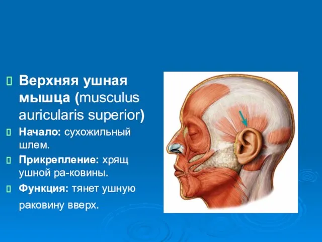 Верхняя ушная мышца (musculus auricularis superior) Начало: сухожильный шлем. Прикрепление: хрящ