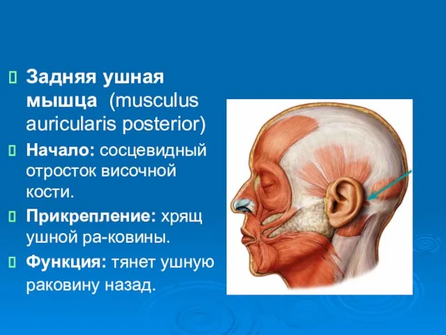 Задняя ушная мышца (musculus auricularis posterior) Начало: сосцевидный отросток височной кости.