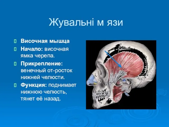 Жувальні м язи Височная мышца Начало: височная ямка черепа. Прикрепление: венечный