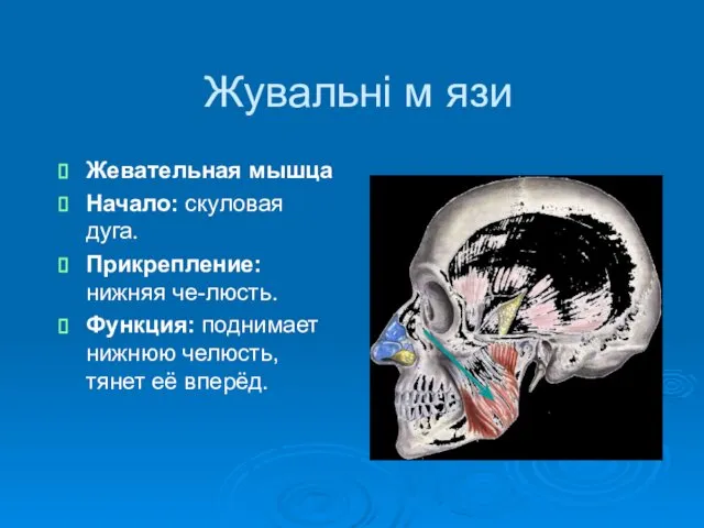 Жувальні м язи Жевательная мышца Начало: скуловая дуга. Прикрепление: нижняя че-люсть.