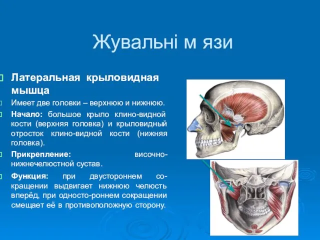 Жувальні м язи Латеральная крыловидная мышца Имеет две головки – верхнюю