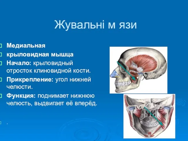 Жувальні м язи Медиальная крыловидная мышца Начало: крыловидный отросток клиновидной кости.