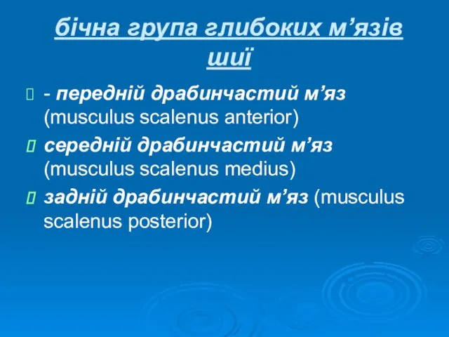 бічна група глибоких м’язів шиї - передній драбинчастий м’яз (musculus scalenus