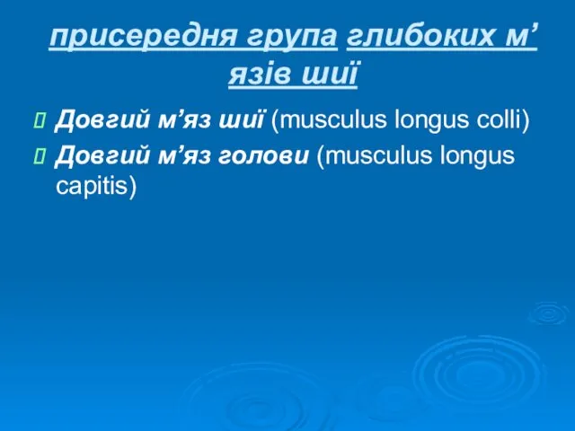 присередня група глибоких м’язів шиї Довгий м’яз шиї (musculus longus colli)