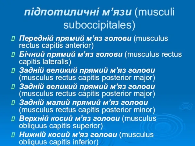 підпотиличні м’язи (musculi suboccipitales) Передній прямий м’яз голови (musculus rectus capitis