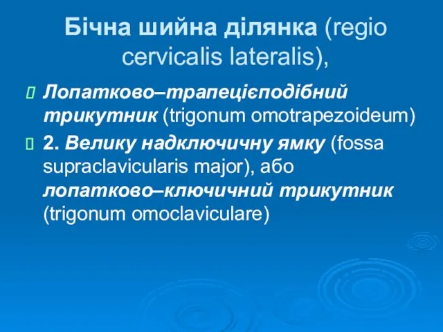 Бічна шийна ділянка (regio cervicalis lateralis), Лопатково–трапецієподібний трикутник (trigonum omotrapezoideum) 2.