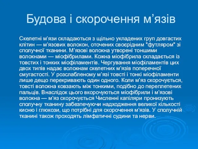 Будова і скорочення м’язів Скелетні м’язи складаються з щільно укладених груп