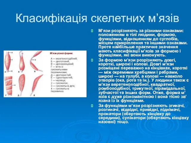 Класифікація скелетних м’язів М’язи розрізняють за різними ознаками: положенням в тілі