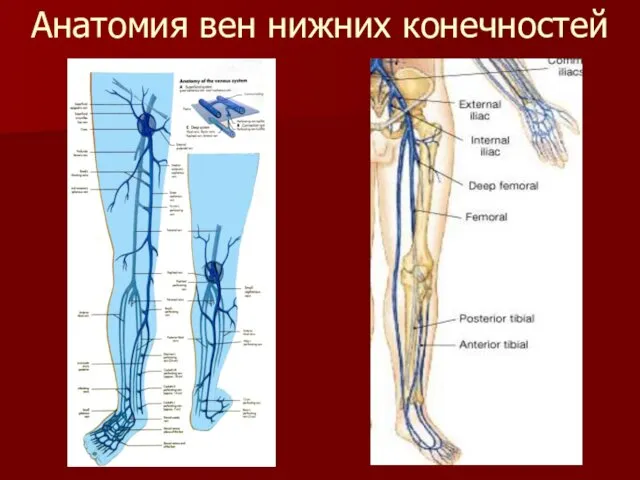 Анатомия вен нижних конечностей