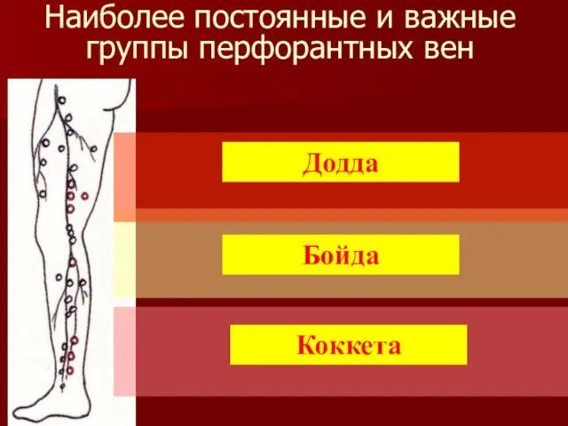 Наиболее постоянные и важные группы перфорантных вен Додда Коккета Бойда