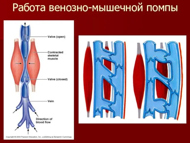 Работа венозно-мышечной помпы