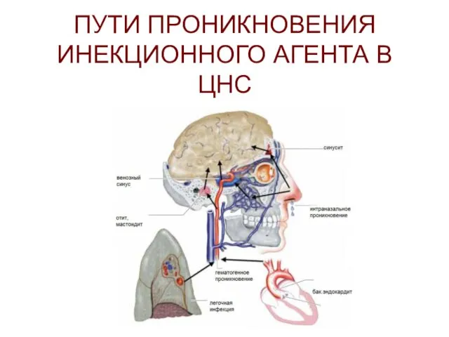 ПУТИ ПРОНИКНОВЕНИЯ ИНЕКЦИОННОГО АГЕНТА В ЦНС