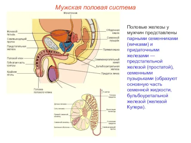 Половые железы у мужчин представлены парными семенниками (яичками) и придаточными железами