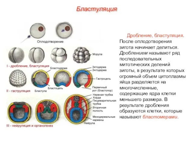 Дробление, бластуляция. После оплодотворения зигота начинает делиться. Дроблением называют ряд последовательных