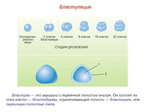 Бластула — это зародыш с первичной полостью внутри. Он состоит из