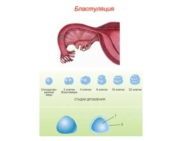 Бластуляция