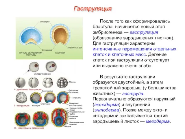 Гаструляция После того как сформировалась бластула, начинается новый этап эмбриогенеза —