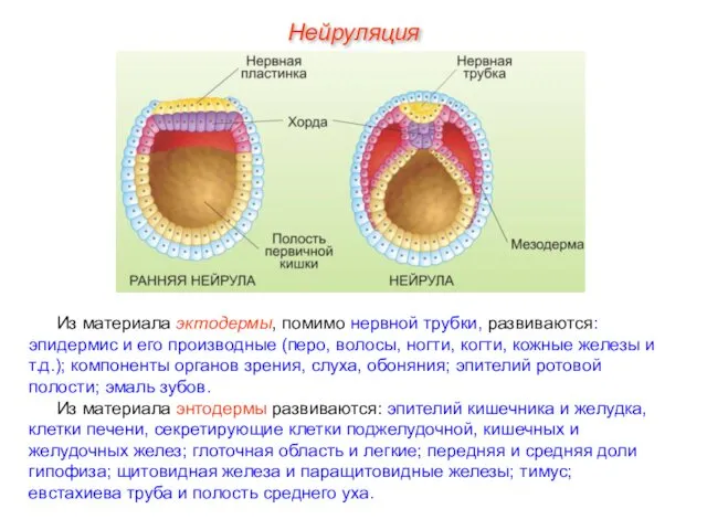 Из материала эктодермы, помимо нервной трубки, развиваются: эпидермис и его производные