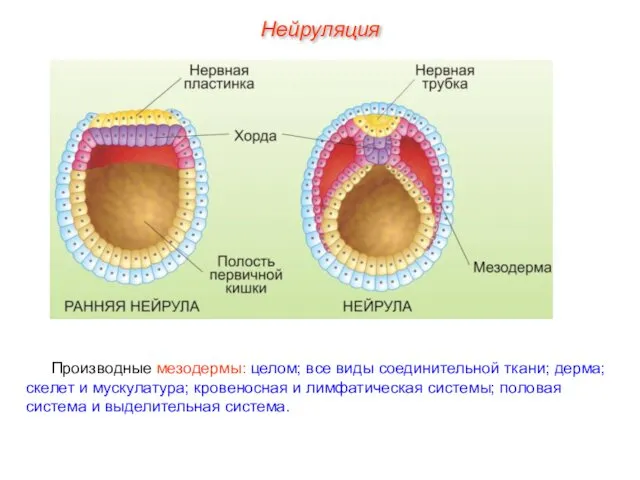 Нейруляция Производные мезодермы: целом; все виды соединительной ткани; дерма; скелет и