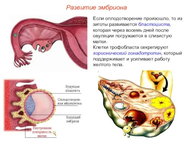 Развитие эмбриона Если оплодотворение произошло, то из зиготы развивается бластоциста, которая