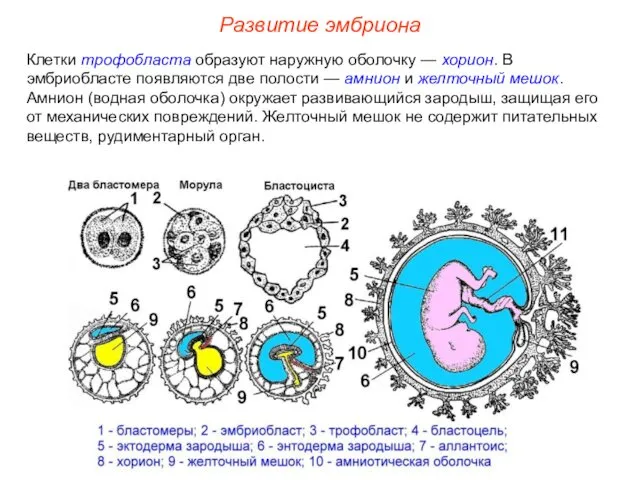 Клетки трофобласта образуют наружную оболочку — хорион. В эмбриобласте появляются две