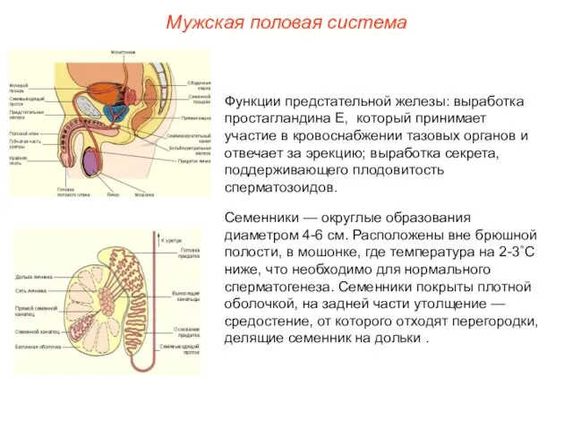 Функции предстательной железы: выработка простагландина Е, который принимает участие в кровоснабжении