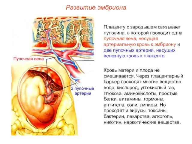 Плаценту с зародышем связывает пуповина, в которой проходит одна пупочная вена,