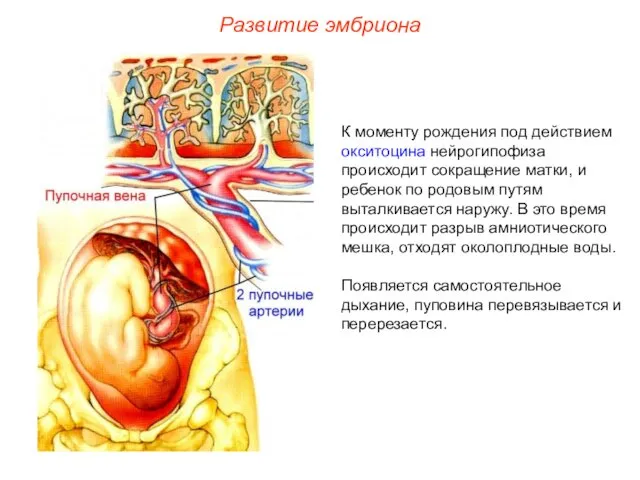 К моменту рождения под действием окситоцина нейрогипофиза происходит сокращение матки, и