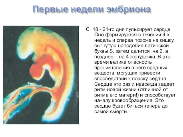 С 18 - 21-го дня пульсирует сердце. Оно формируется в течении