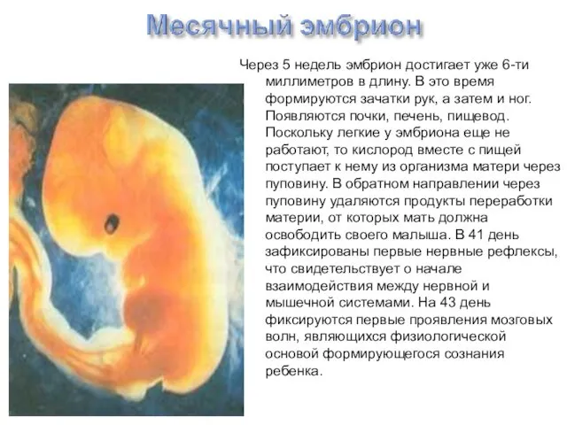 Через 5 недель эмбрион достигает уже 6-ти миллиметров в длину. В