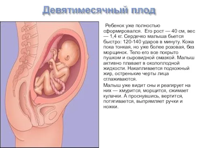 Ребенок уже полностью сформировался. Его рост — 40 см, вес —