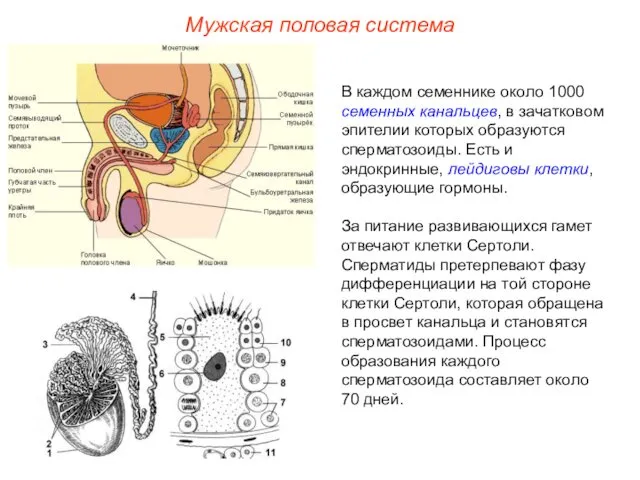 В каждом семеннике около 1000 семенных канальцев, в зачатковом эпителии которых