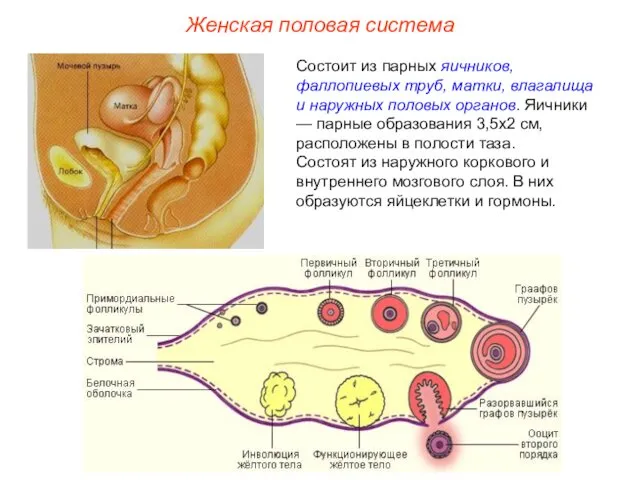 Женская половая система Состоит из парных яичников, фаллопиевых труб, матки, влагалища